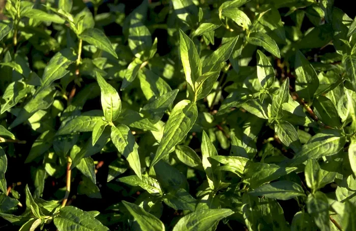 Vietnamesischer Koriander, Persicaria odorata