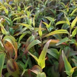 Vietnamesischer Koriander (Polygonum odoratum)
