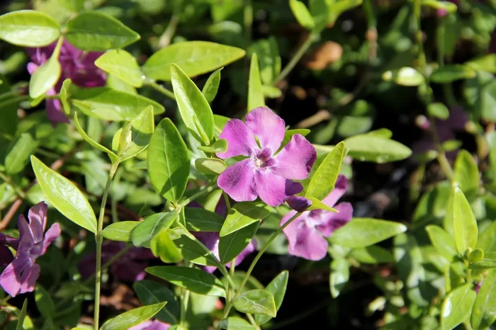 Vinca minor ‚Rubra‘ (Kleines Garten-Immergrün)