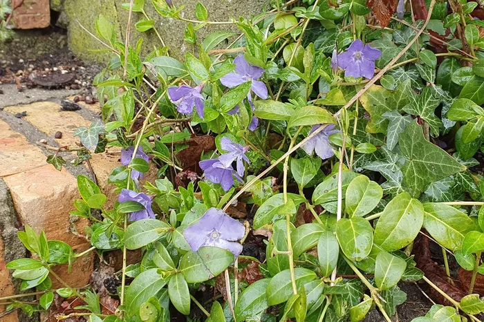 Vinca minor (Kleines Immergrün)