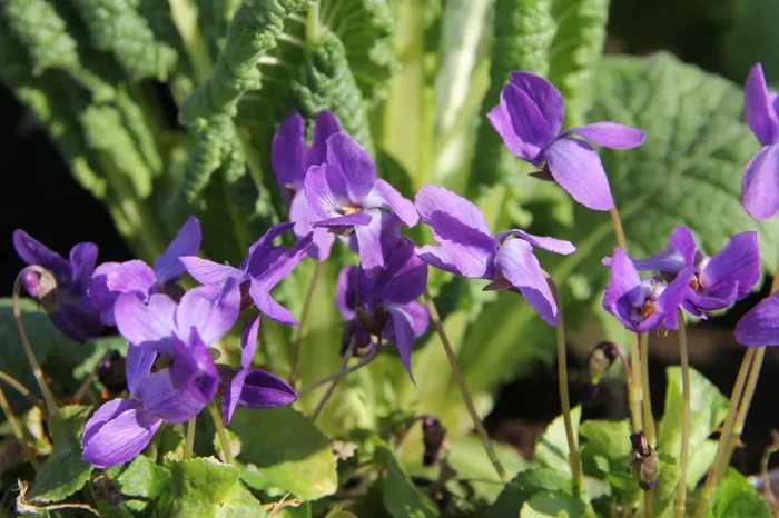 Viola odorata ‚Königin Charlotte‘ (Duftveilchen)
