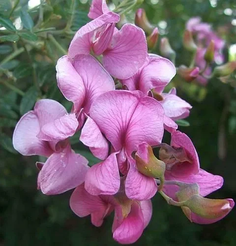 Virgilia divaricata