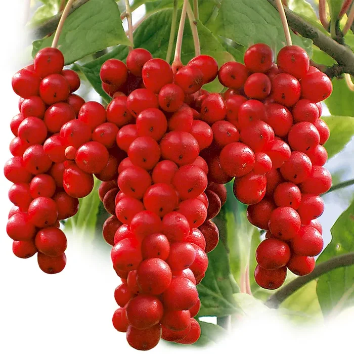 Vitalbeere® ProSana® Schisandra chinensis – Bestellnummer 4400142