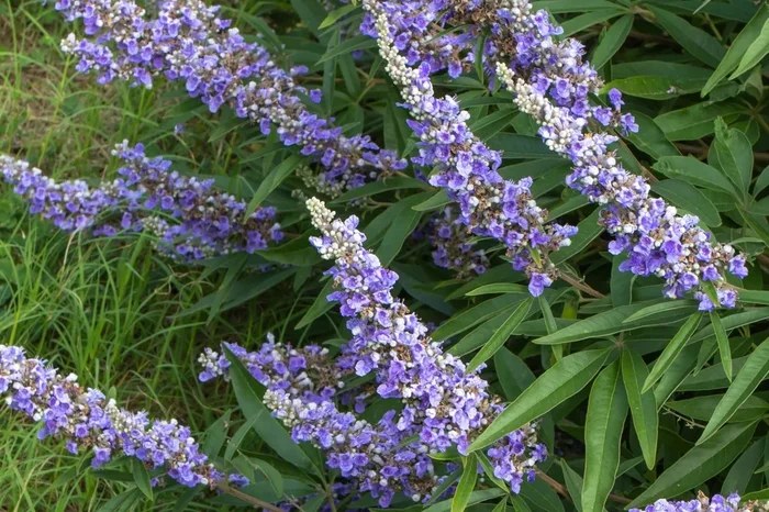 Vitex agnus-castus ‚Blue Diddley‘ ® (Mönchspfeffer ‚Blue Diddley‘ ®)