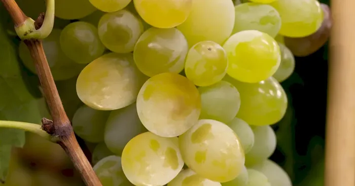 Vitis ‚Lakemont Seedless‘
