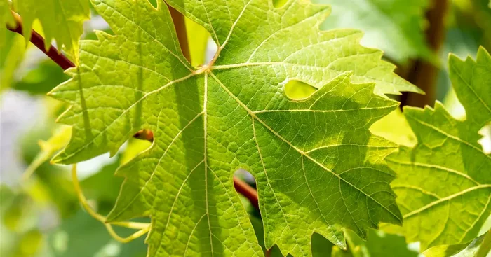 Vitis ‚Polo Muskat‘