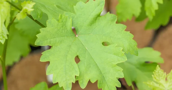 Vitis ‚Talizman‘ -R-