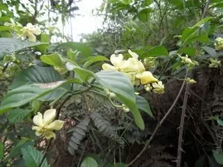 Voacanga africana