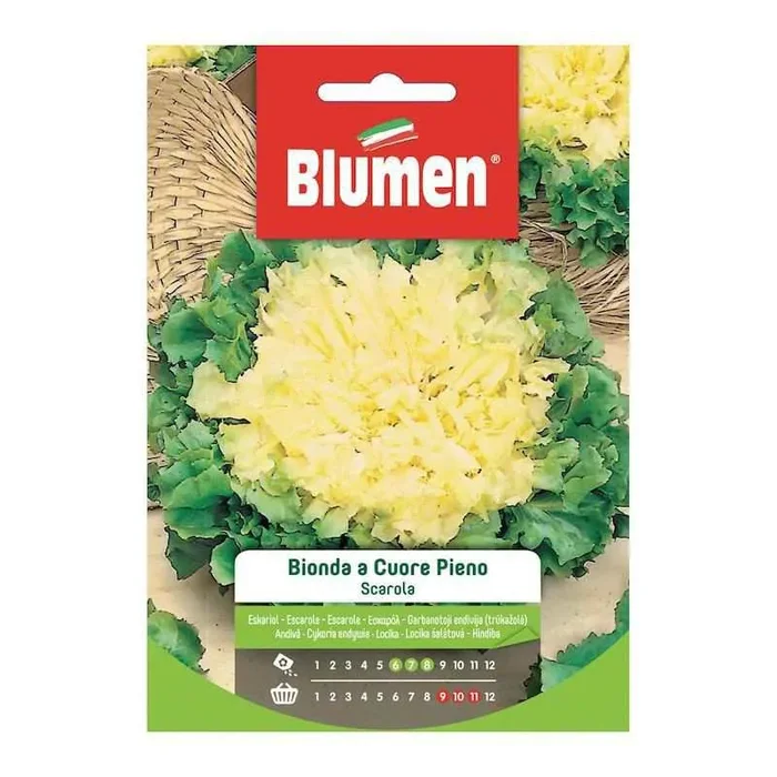 Volles Herz Blonde Eskariolsamen