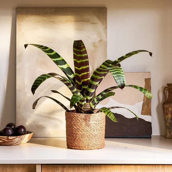 Vriesea Era ‚Forrest‘
