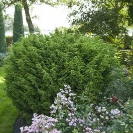 Wacholder (Juniperus chinensis ‚Blaauw‘)