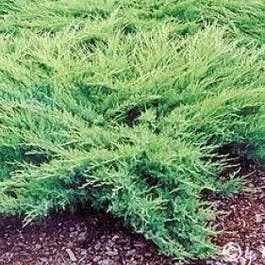 Wacholder (Juniperus media ‚Pfitzeriana Glauca‘)