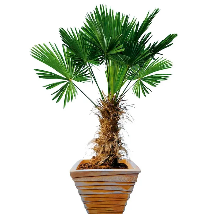 Wagners Hanfpalme Trachycarpus (Chamaerops) wagnerianus – Bestellnummer 6684992