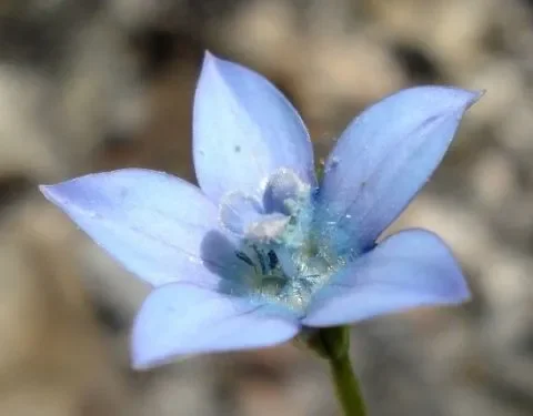 Wahlenbergia cernua