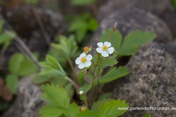 Wald-Erdbeere