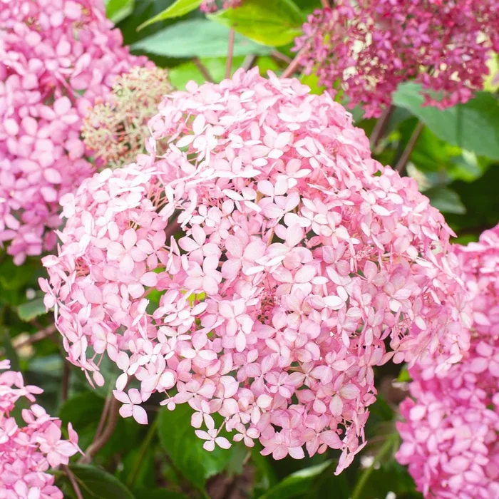 Waldhortensie ‚Pink Annabelle®‘ L