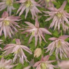 Waldrebe (Clematis ‚Country Rose‘)