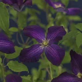 Waldrebe (Clematis ‚Jackmanii Purpurea‘)
