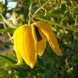 Waldrebe (Clematis ‚Orange Peel‘)