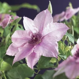 Waldrebe (Clematis ‚Pink fantasy‘)