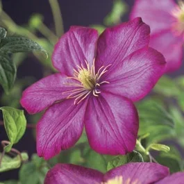 Waldrebe (Clematis ‚Ville de Lyon‘)