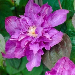 Waldrebe (Clematis ‚Vyvyan Pennell‘)
