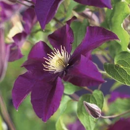 Waldrebe (Clematis ‚Warszawska Nike‘)