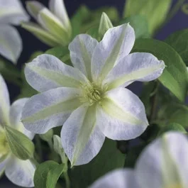 Waldrebe (Clematis ‚Yukikomachi‘)