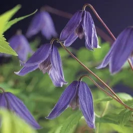 Waldrebe (Clematis alpina ‚Helsingborg‘)