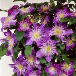 Waldrebe (Clematis) Crystal Fountain™ Regal® Evipo038