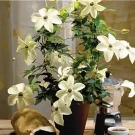 Waldrebe (Clematis florida) Pistachio™ Garland® Evirida