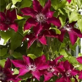 Waldrebe (Clematis) Gina Garland Evipo092