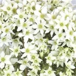 Waldrebe (Clematis) Kimiko™ Boulevard® Evergreen Evipo066