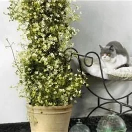 Waldrebe (Clematis) Michiko™ Boulevard® Evergreen Evipo044