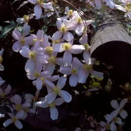 Waldrebe (Clematis montana ‚Elizabeth‘)