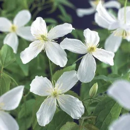 Waldrebe (Clematis montana ‚Grandiflora‘)