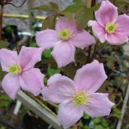 Waldrebe (Clematis montana ‚New Dawn‘)