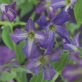 Waldrebe (Clematis viticella)