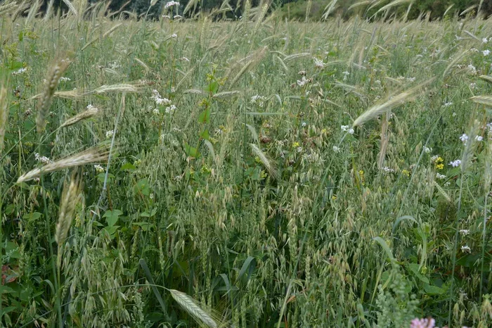 Waldstaudenroggen