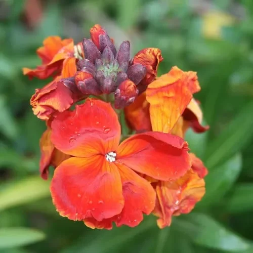 Wallflower ‚Fire King‘
