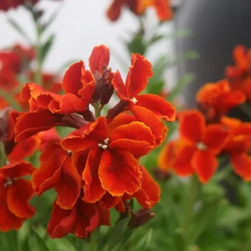 Wallflower ‚Scarlet Bedder‘