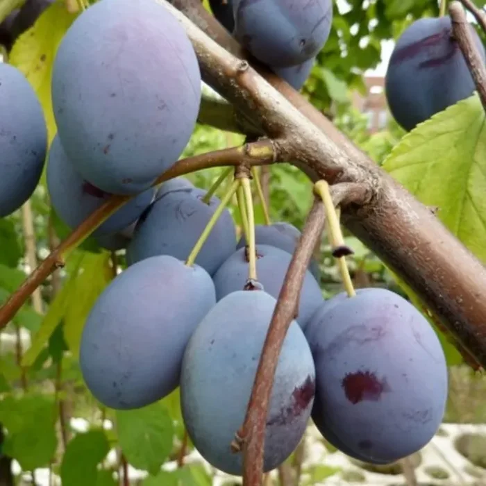 Wangenheims Frühzwetsche – Zwetsche