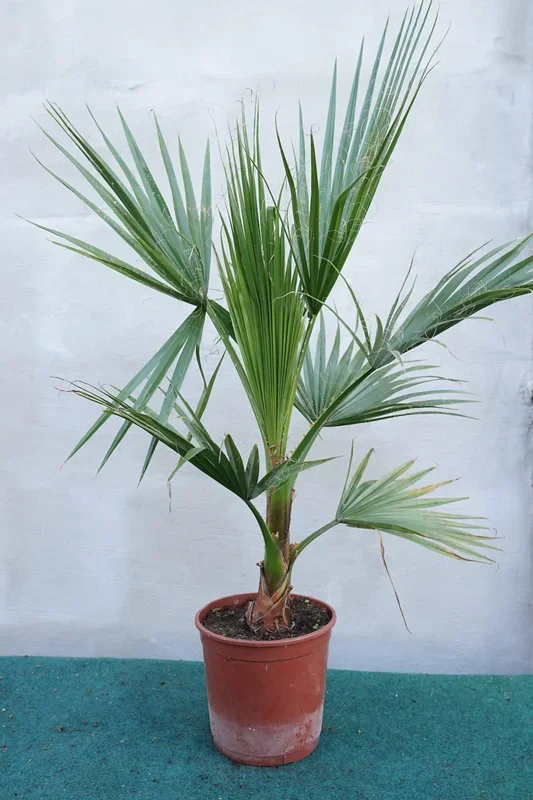 Washingtonia robusta – Mammutpalme, Mexikanische Washingtonpalme