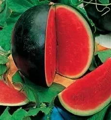 Water Melon Sugar Babe