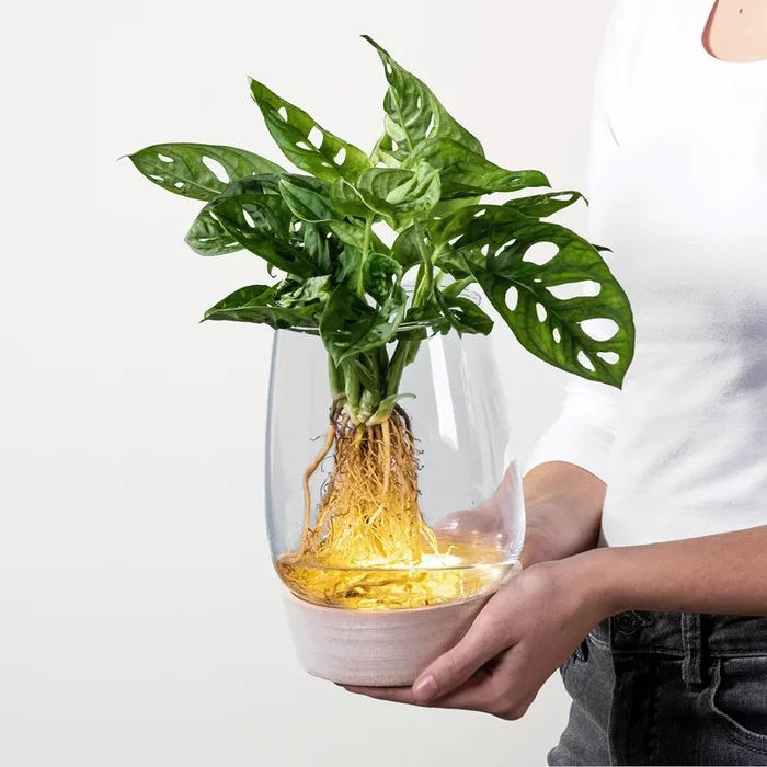Waterplant ‚Monstera‘ im Glas mit LED