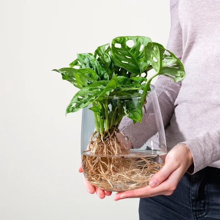 Waterplant Monstera ‚Adansonii‘ im Glas