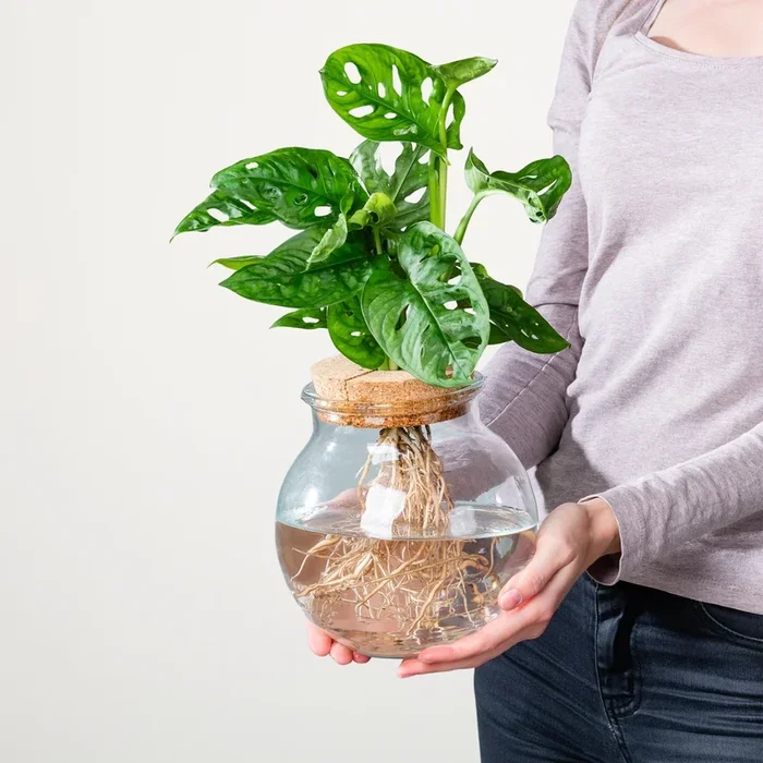 Waterplant Montera im Kugelglas