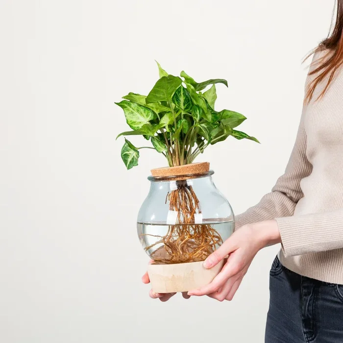 Waterplant Syngonium ‚Pixi‘ im Glas mit LED