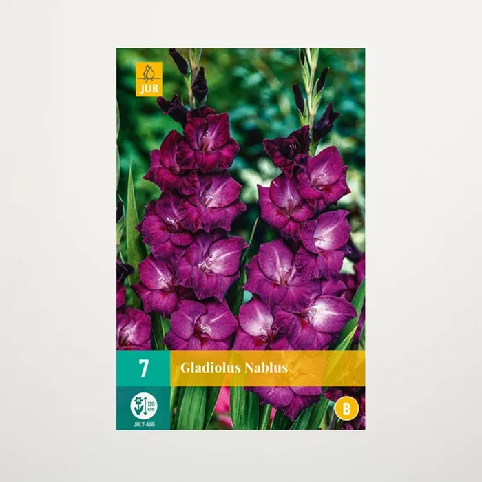 Wave-Gladiole ‚Nablus‘ – 7 Knollen