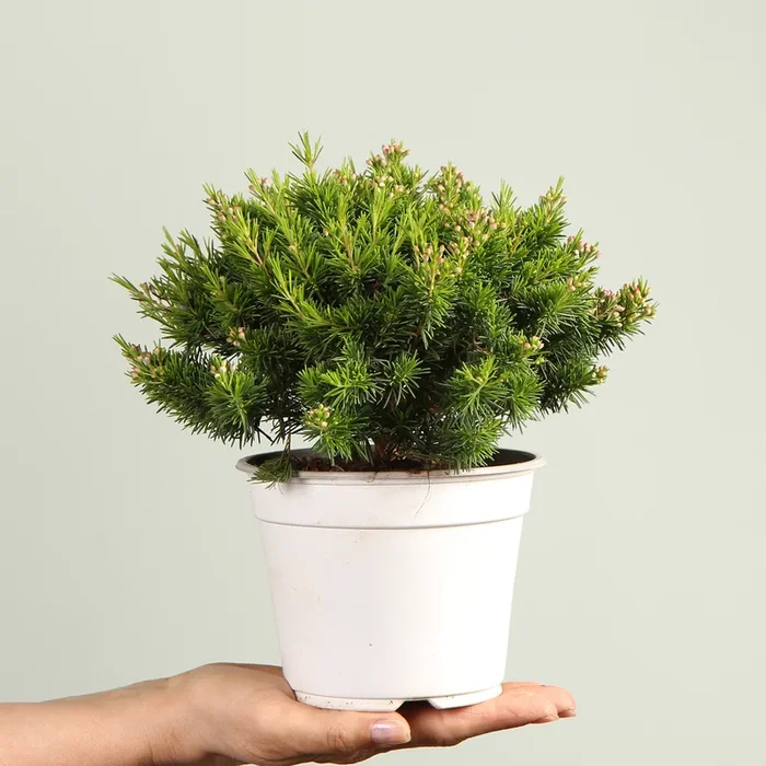 Waxflower ‚Sweet Sixteen‘ – 3 Stück